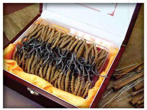 桥东冬虫夏草回收?